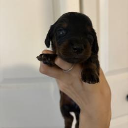 Thancred - Black and tan male Dachshund puppy in Conroe, Texas from R&M Dachshunds