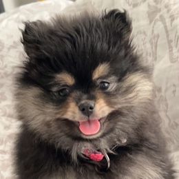 Pomeranian Puppies from Nikki’s lil Pomeranians