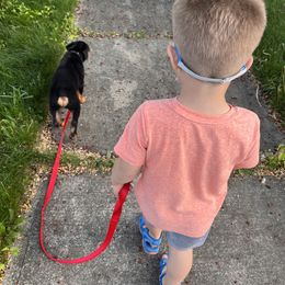 Rottweiler Puppies from Alpha Co. Rottweilers