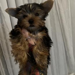 Yorkshire Terrier Puppies from Behrens_Beauties