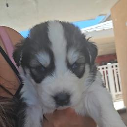 Female 2 purple collar - Gray and white female Siberian Husky puppy in Albuquerque, New Mexico from Tracy Jaramillo