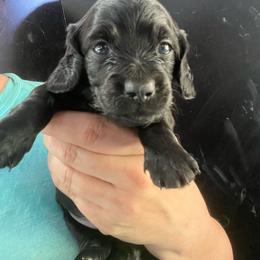 Kaia - Black male Dachshund puppy in Bigfork, Minnesota from Dachshunds Up North