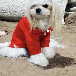 Rhemi - Maltese