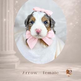 Girl 3 - female Bernedoodle puppy in Canton, Georgia from Teddy Puppies