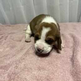 Girl 2 - Mahogany and white female Basset Hound puppy in Falls City, Nebraska from Bassett Hounds & Labradors