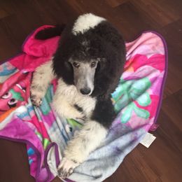 Poodle Puppies from Myka and Lisa’s Coast to Coast Poodles