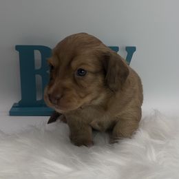 Kit Kat - Chocolate male Dachshund puppy in Saginaw, Texas from Saginaw Dachshunds
