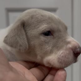 Daenerys - Harlequin female Great Dane puppy in Florida from Beachside Kennels