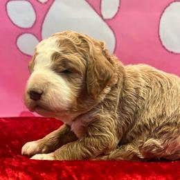 Bryson - Apricot male Goldendoodle puppy in Boaz, Alabama from Doodles All Day