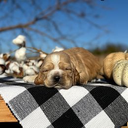 Goofy - Buff male Cocker Spaniel puppy in Clinton, Oklahoma from Enchanted Spaniels