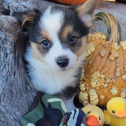 Camo bandana boy - Black and tan male Pembroke Welsh Corgi puppy in Cherokee, Oklahoma from MCS Farms-OK