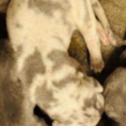 Blue Merle - Merle male Great Dane puppy in Devine, Texas from Texas Devine Danes & Aussies