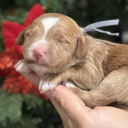Gray collar male - Red  male Goldendoodle puppy in Yuciapa, California from AlltheDoodlez_