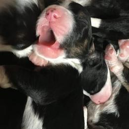 Bernedoodle Puppies from Natchez Trace Doodles