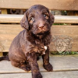 Aussiedoodles, Australian Shepherds, Goldendoodles, and Poodles from Hilltop Cuddle Pups