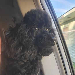Wilson - Poodle