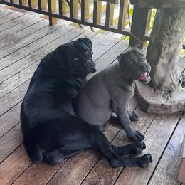 Terry - Gray male Cane Corso puppy in El Dorado, Arkansas from Lower Arkansas Cane Corso