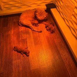 Pink - Red  female Poodle puppy in Bessemer City, North Carolina from JJs Puppies of the Carolinas