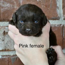 Pink Female - Chocolate female Labrador Retriever puppy in Mississippi from Sure Shot English Labs