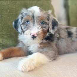 Pumpkin - Blue merle male Aussiedoodle puppy in Granbury, Texas from Triple Cross Doodles