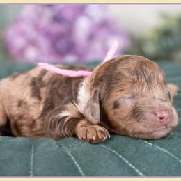 Playa - Merle female Cockapoo puppy in Connersville, Indiana from Deaz Doodle Ranch