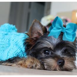 Teddy - Black and tan male Yorkshire Terrier puppy in Warren, Michigan from Danielle's Yorkie Babies