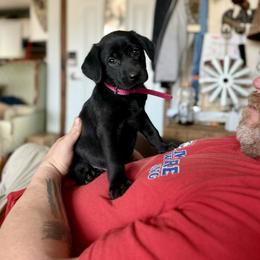 Denali Hot Pink collar, female - Black female Labrador Retriever puppy in Moore, Oklahoma from Okiehuntinboyz Labrador Retrievers