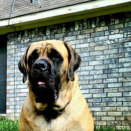 Tulip  - Mastiff