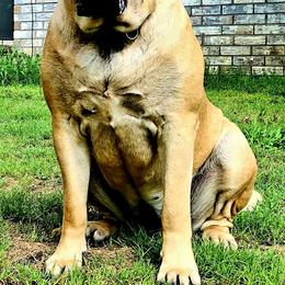 Tulip  - Mastiff