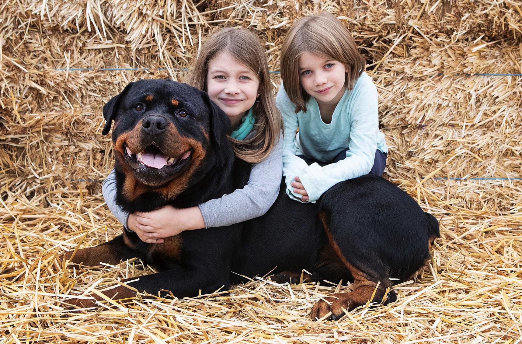 The C & G Rottweiler Family in Washington | Rottweiler puppies | Good Dog