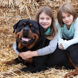 Rottweilers from The C & G Rottweiler Family