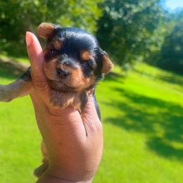 Twix - Black and tan female Yorkshire Terrier puppy in Louisburg, North Carolina from Nell’s Adorable Yorkshire’s