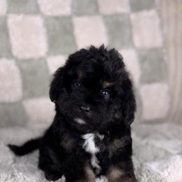 Strudel BLUE EYES - male Australian Mountain Doodle puppy in Sweetwater, Florida from Sandy Snout Doodles