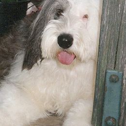 Olivia - Old English Sheepdog