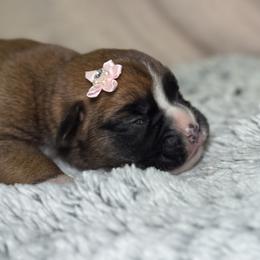 Boxer puppies from Soaring Royalty Canines LLC