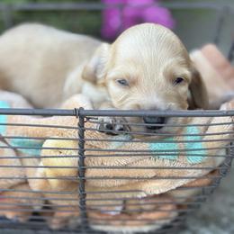 Cupcake - Cream male Dachshund puppy in Vancouver, Washington from Cascade Minis