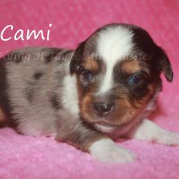 Cami - Blue merle female Toy Australian Shepherd puppy in Godley, Texas from Flying H Toy and Mini Aussies