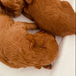 Poodle Puppies from Jeter's Pick of the Litter