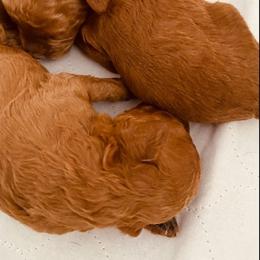 Poodle Puppies from Jeter's Pick of the Litter