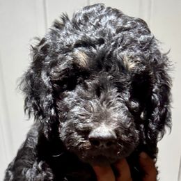 Girl 1 - Goldendoodle puppy from Empire Doodles