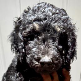 Girl 1 - Goldendoodle puppy from Empire Doodles