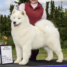 Lola - Samoyed
