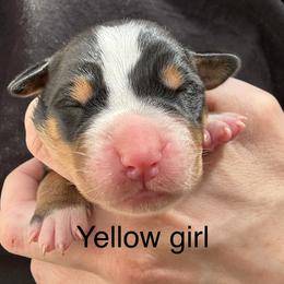 Yellow girl - Black, white and red female Greater Swiss Mountain Dog puppy in Woodland, Washington from Woodland Swissie’s