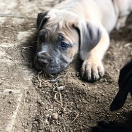 Cane Corso Puppies from Wilco Cane Corso