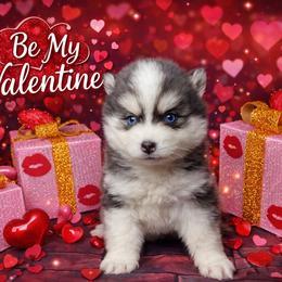Dallas - Black and white male Pomsky puppy in Amarillo, Texas from Pom Pom Pomskies