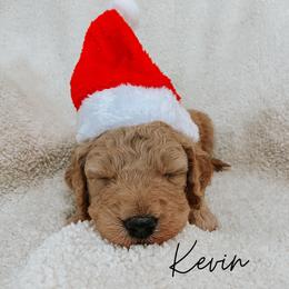 Bernedoodle, Boxer, Goldendoodle, Havapoo, and Poodle Puppies from Lady Paws Puppies