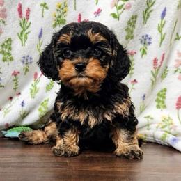 Big Cunk - Black and white male Cavapoo puppy in Sulphur Springs, Texas from Wright cavapoos