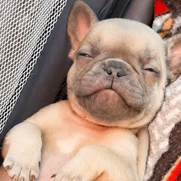French Bulldogs from Jennie Capuano