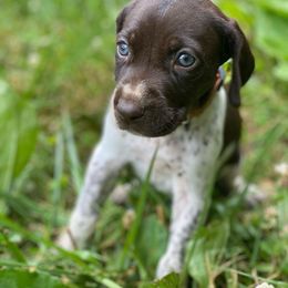 German Shorthaired Pointer and Poodle Puppies from Pilgrims Trails Pointers and Poodles