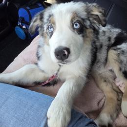 Bullseye - Blue merle male Australian Shepherd puppy in Wimberley, Texas from Copper Bottom Farm